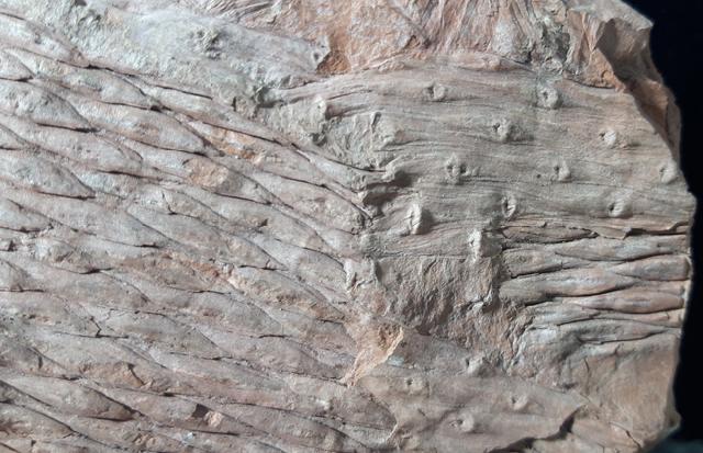 Sigillaria sp. BRONGNIART 1822 - Bild &copy; FossNet FossilienStore